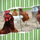 Image for article titled The Best Gifts for Chicken Nerds